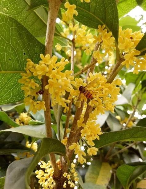 陽台種桂花